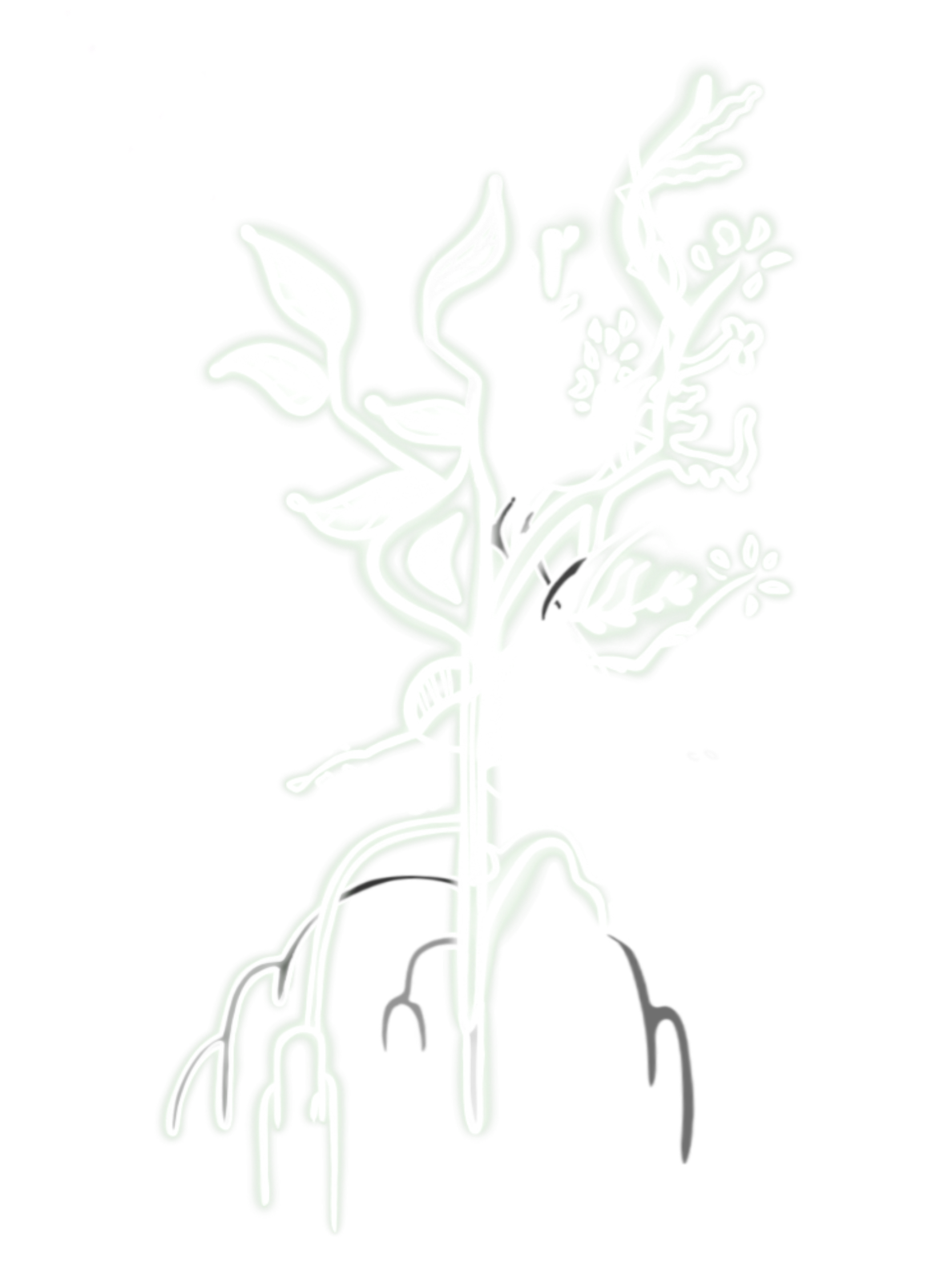 plants